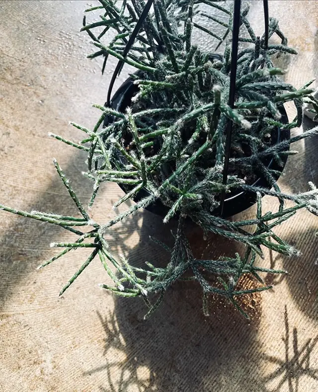 rhipsalis